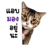 861441051