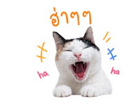 861446947