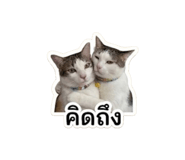 861484633