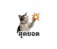 861484638