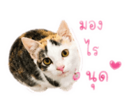 861488944
