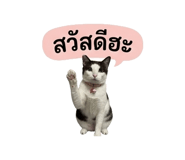 861504545