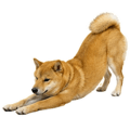 861515156