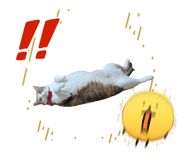 861636606