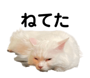 861818404