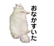 861818419