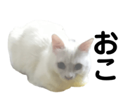 861818426