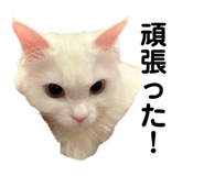 861818430