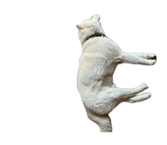861818970