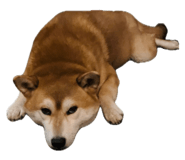 861893964