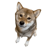 861893965