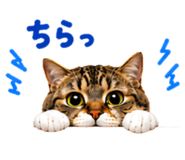 861899116
