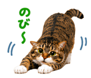 861899120