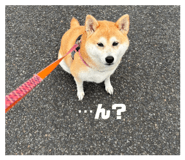 861902032