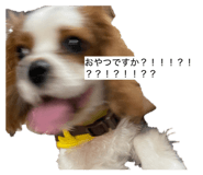 861902070