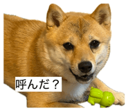 861902073