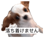 861902079