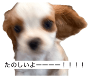 861902080