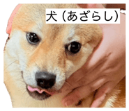 861902094