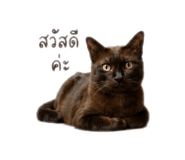 862057313