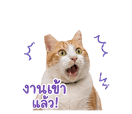 862057425