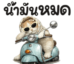 แมวสาว มินิ รูปที่ 10