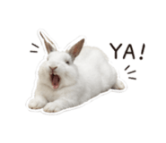 862228739