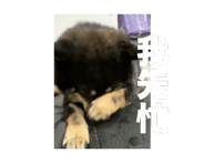 862245487