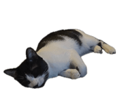 862323766