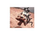 862486905