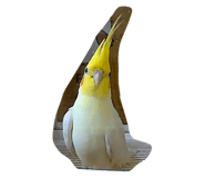 862529686