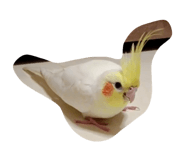 862529687