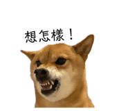 862532403