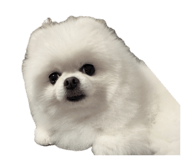 862540880