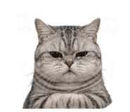 862546410
