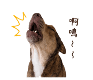 862547849