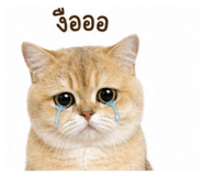 862550133