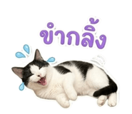 862550162