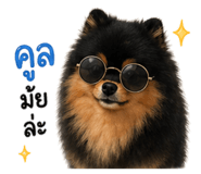 862551945