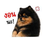 862551947