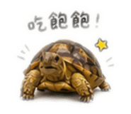 862554692