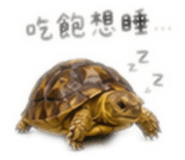 862554704