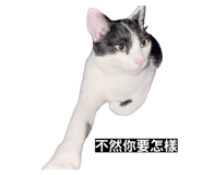 862565219