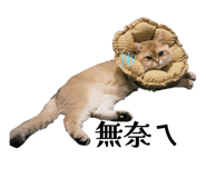 862566594