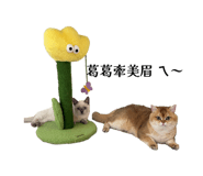 862566600
