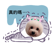 862582061