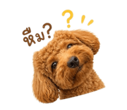 862584338