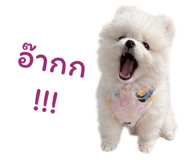 862606425
