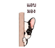 862643519