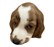 862647919